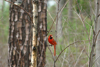 Cardinal