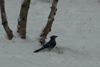 Blue Jay