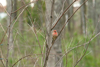 Red Finch