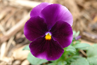 Pansies