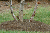 Female Cardinal