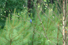 Blue Tanager