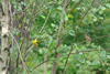 Gold Finch