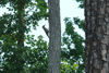 Woodpecker