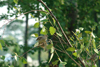 Sparrows