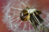 Dandelions