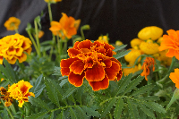 Marigolds